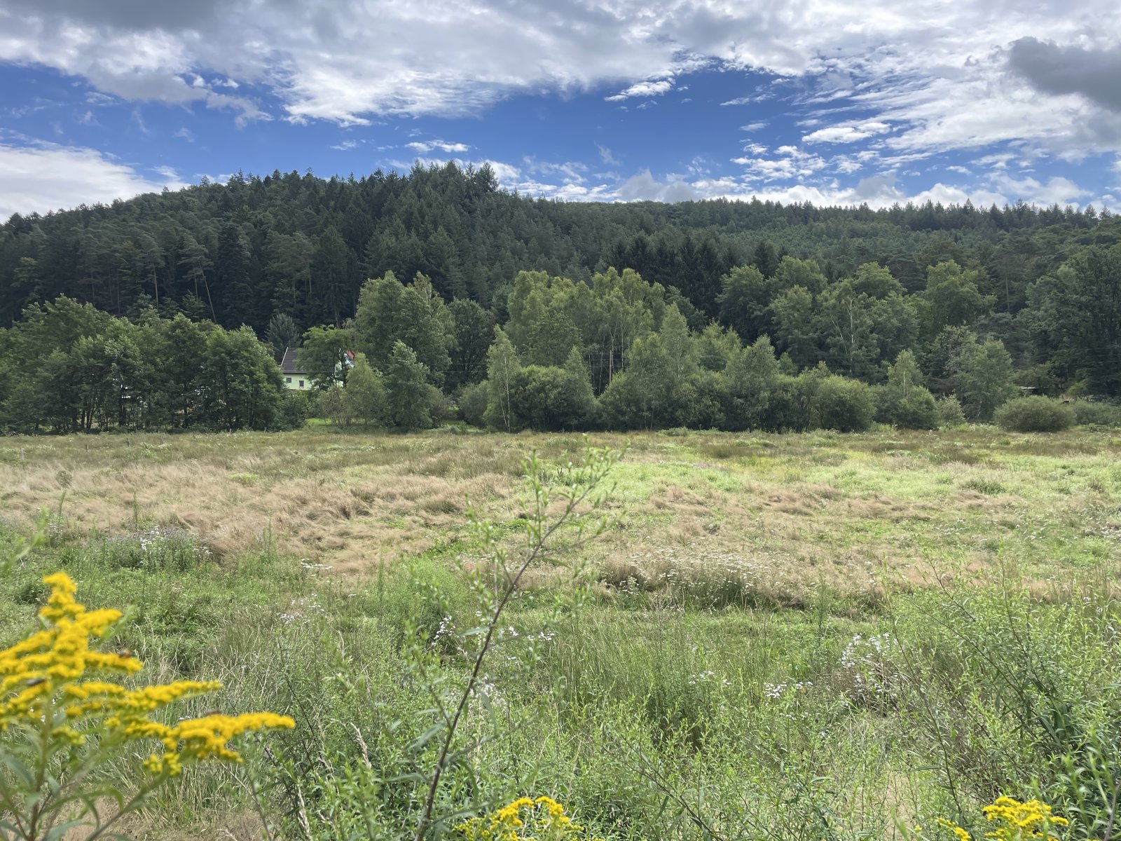 Lemberg Grundstückskonvolut - Nutzwald, Wiesen, Pferdekoppel und landwirtschaftliche Flächen