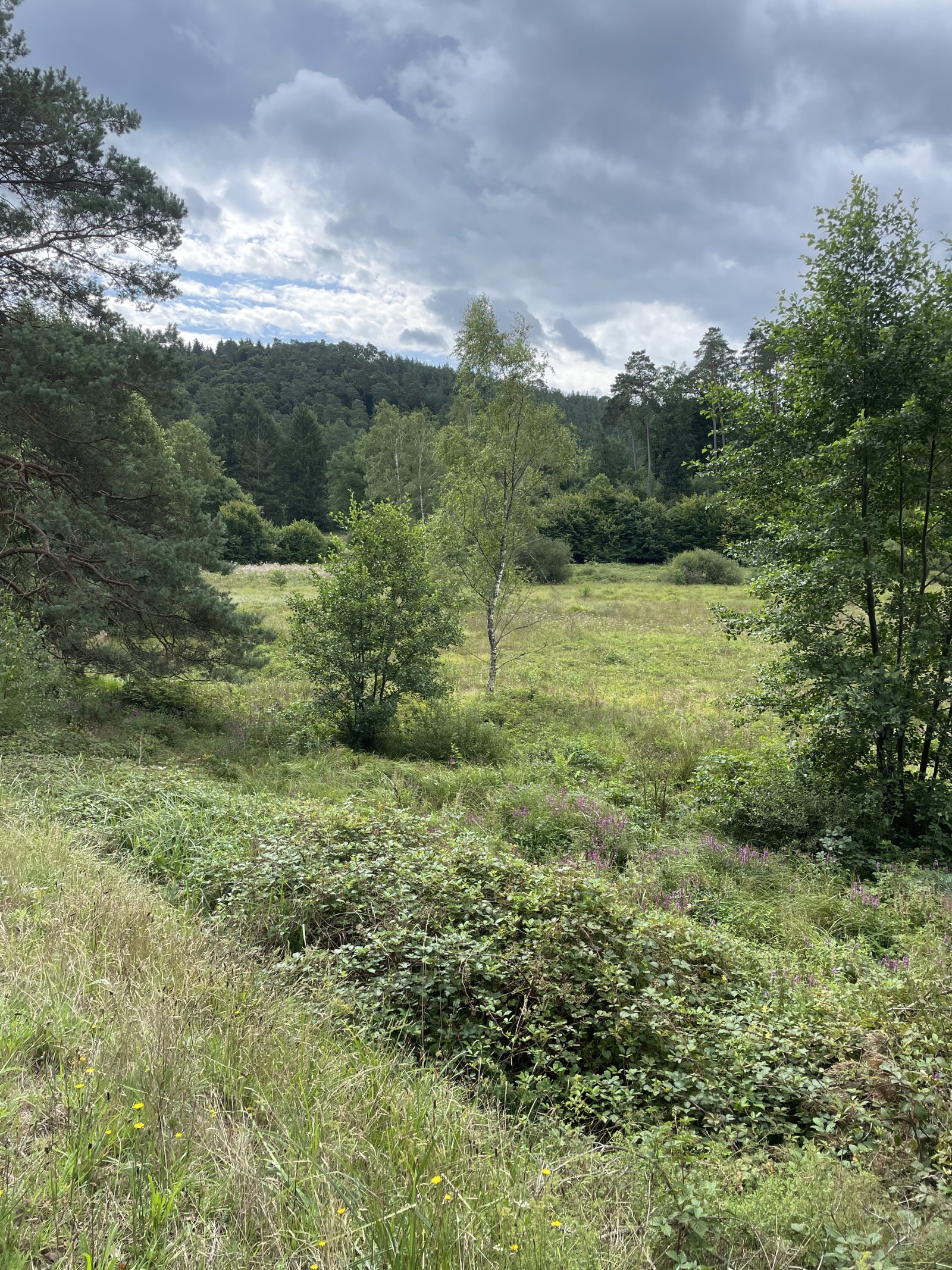 Lemberg Grundstückskonvolut - Nutzwald, Wiesen, Pferdekoppel und landwirtschaftliche Flächen