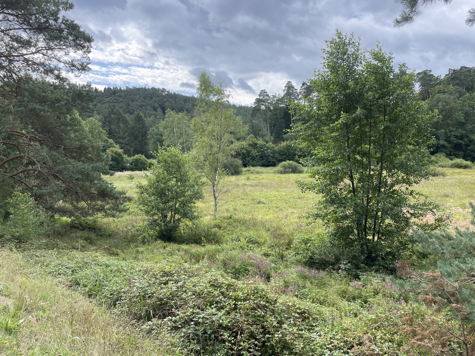 Lemberg Grundstückskonvolut - Nutzwald, Wiesen, Pferdekoppel und landwirtschaftliche Flächen