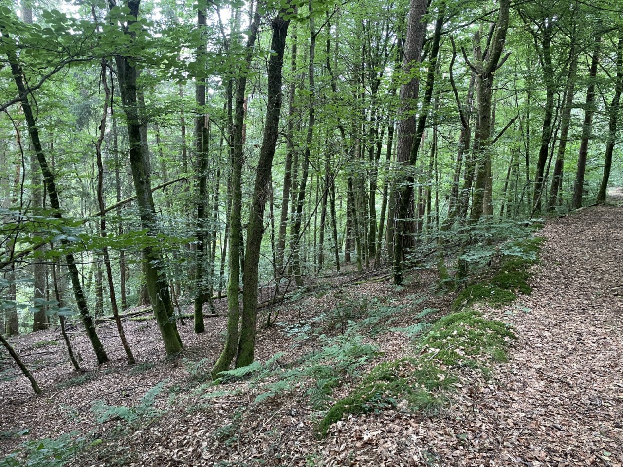 Horbach Horbach