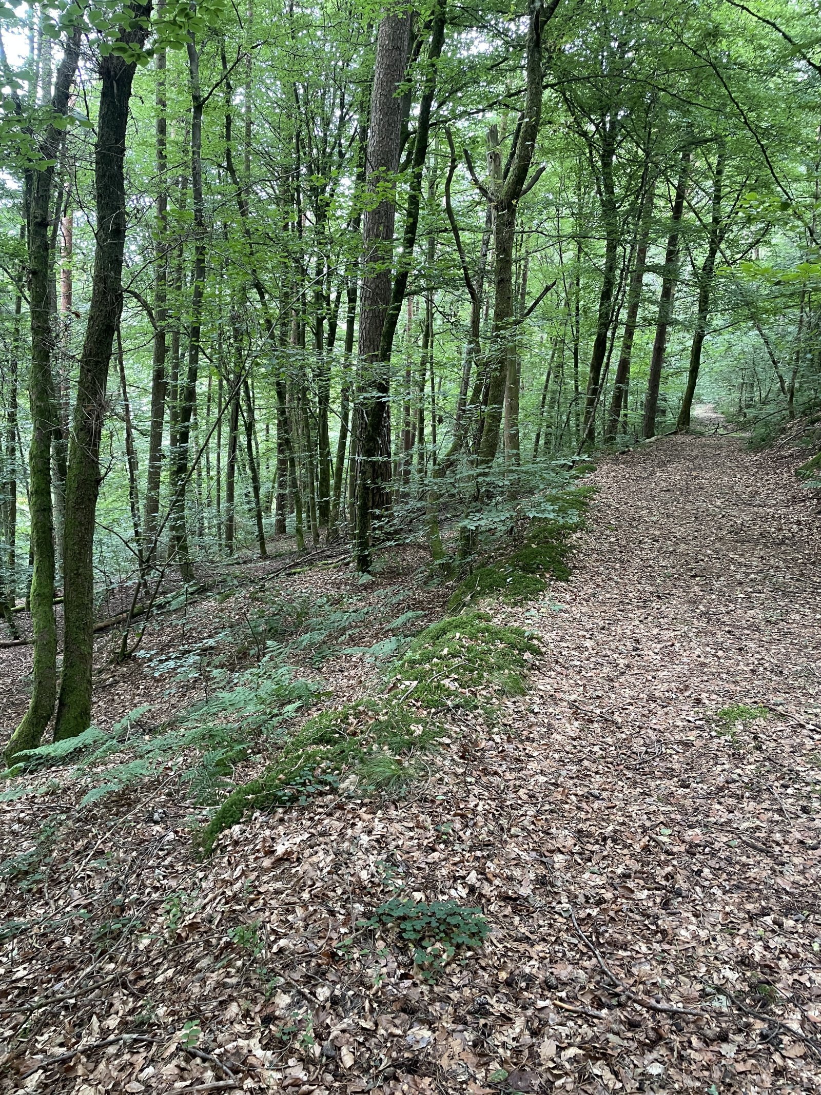 Horbach Horbach