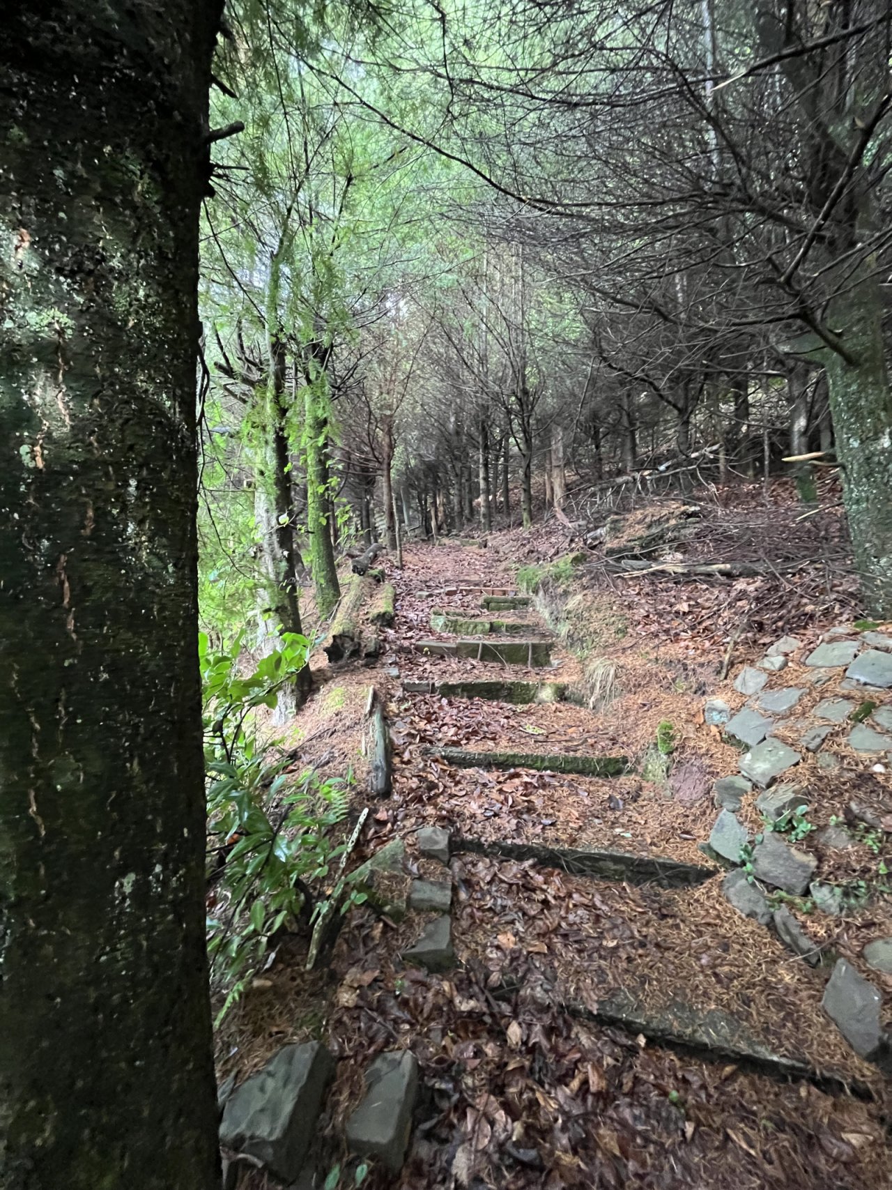 Weg zum Wald